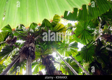 Forest of fan palms (Licuala ramsayi), Djiru National Park, Mission Beach, Queensland, Australia Stock Photo