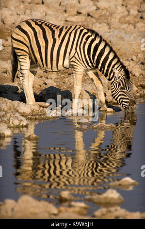 Zebra  (Equus quagga) drinking at Okaukuejo waterhole, Etosha National Park, Namibia Stock Photo
