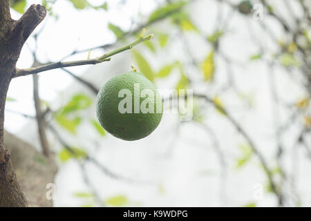 Fresh green lime hanging on a lime tree. Stock Photo