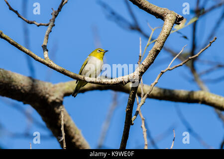 Japanese white-eye (Zosterops japonicus) perching on tree Stock Photo
