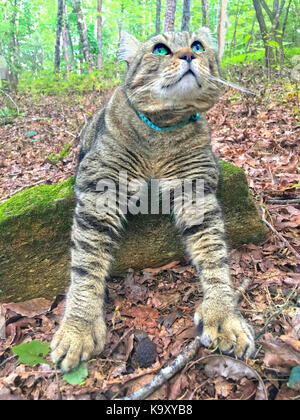 Cat Lying on Log in Woods Looking Up Stock Photo