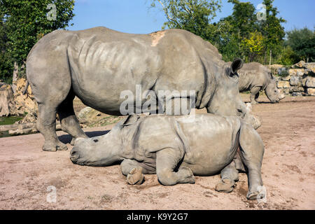 White rhinoceros family / white rhinos (Ceratotherium simum) in zoo with cut horns as precaution against theft Stock Photo