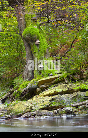 An overgrown tree with tree fungi next to a stream like in a fairytale. Long exposure shot. Stock Photo