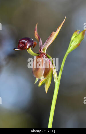 Large Duck Orchid. Stock Photo
