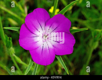 the Common corn-cockle (Agrostemma githago) from the family Caryophyllaceae Stock Photo