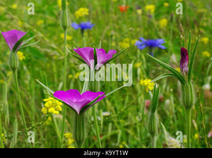 the Common corn-cockle (Agrostemma githago) from the family Caryophyllaceae Stock Photo