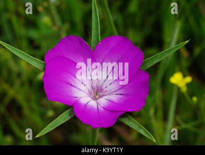 the Common corn-cockle (Agrostemma githago) from the family Caryophyllaceae Stock Photo