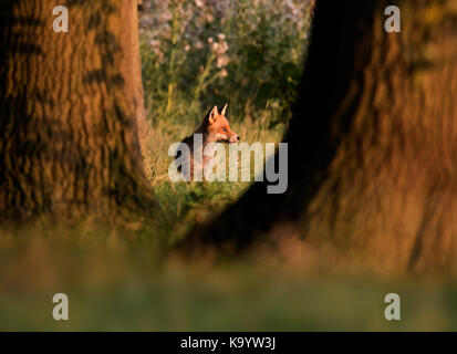 A Red Fox (Vulpes vulpes) stands listening & looking for prey on the  edge of Warwickshire woodland in early morning sunlight Stock Photo