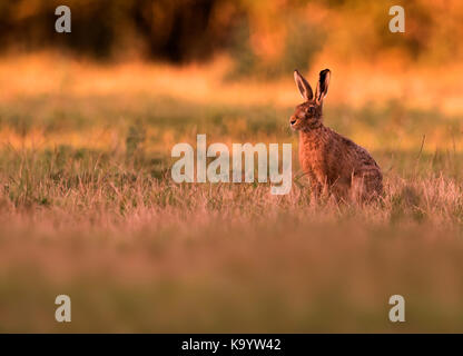 A Brown Hare (Lepus europaeus) enjoying the last rays of the evening sunlight, Warwickshire Stock Photo