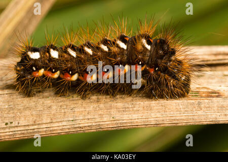 Bristly caterpillar of the UK knot grass moth, Acronicta rumicis, showing warning colouration Stock Photo
