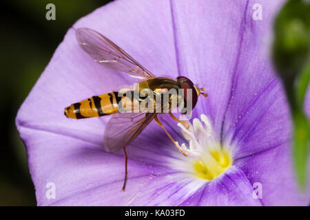 Wasp mimic UK male marmalade hoverfly, Episyrphus balteatus, feeding on the blue flower of Convolvulus sabatius Stock Photo