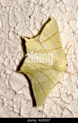 Adult swallow tailed moth, Ourapteryx sambucaria, a summer flying UK species Stock Photo