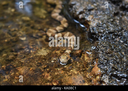 Northern Water snake hanging out in the stream. Stock Photo