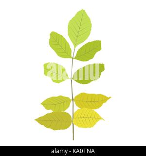 Naturalistic autumn leaves on White. Vector Illustration. Stock Vector