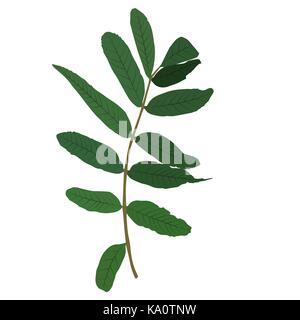 Naturalistic autumn leaves on White. Vector Illustration. Stock Vector