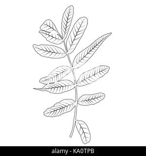 Naturalistic autumn leaves on White. Vector Illustration. Stock Vector