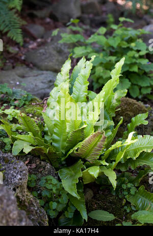 Asplenium scolopendrium. Hart's tongue fern. Stock Photo