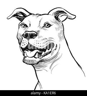 Pit Bull Drawing Images – Browse 7,463 Stock Photos, Vectors, and Video |  Adobe Stock
