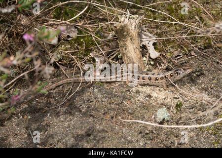 Close-up of a young sand lizard (Lacerta agilis) basking in the sun in heathland in Surrey, UK Stock Photo