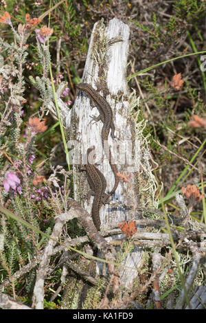 Two common lizards (also known as viviparous lizards, Zootoca vivipara) basking on a white log in heathland, UK Stock Photo