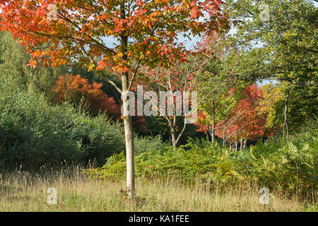 Colourful maple trees in autumn at Bramshott Common in Hampshire, UK. These were planted as a memorial to Canadian servicemen killed during both wars. Stock Photo