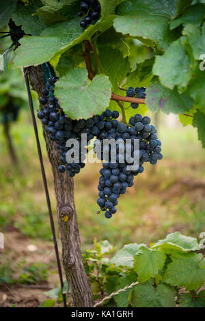 Macro photography of fresh large blue grapes with leaves hanging in czech vineyard Stock Photo