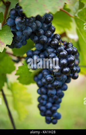 Macro photography of fresh large blue grapes with leaves hanging in czech vineyard Stock Photo