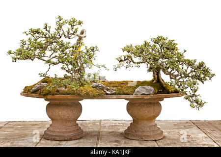 Japanese bonsai trees hi-res stock photography and images - Alamy