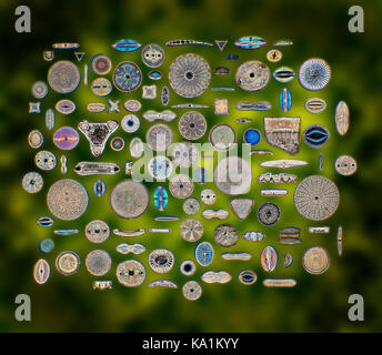 Diatom biodiversity, a range of diatom types against a mottled green background, darkfield photomicrograph Stock Photo