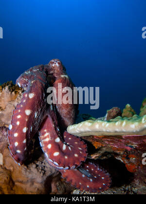 Red octopus on blue background on top of reef with legs curling round coral Stock Photo