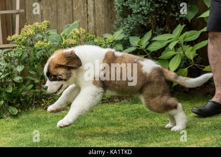 Three month old Saint Bernard puppy 'Mauna Kea' chasing after a thrown toy in his yard in Renton, Washington, USA Stock Photo