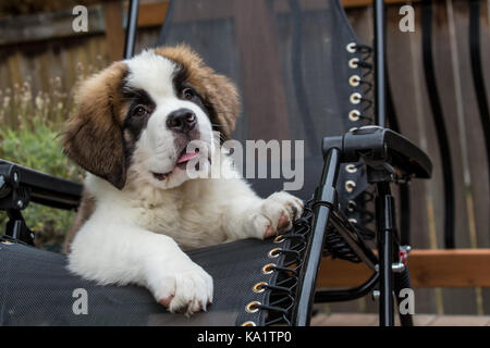 Portrait of a three month old Saint Bernard puppy 'Mauna Kea' looking very comfortable resting in a lawn chair in Renton, Washington, USA Stock Photo