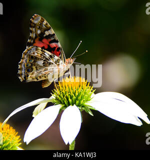 American Painted Lady butterfly (Vanessa virginiensis) feeding on a white cone flower in the garden. Stock Photo
