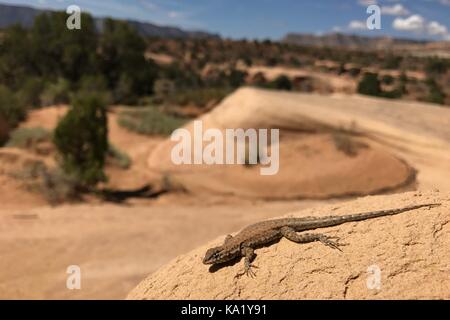 A Plateau Side-blotched Lizard (Uta stansburiana uniformis) on a sandstone outcrop at Devil's Garden near Escalante, Utah Stock Photo