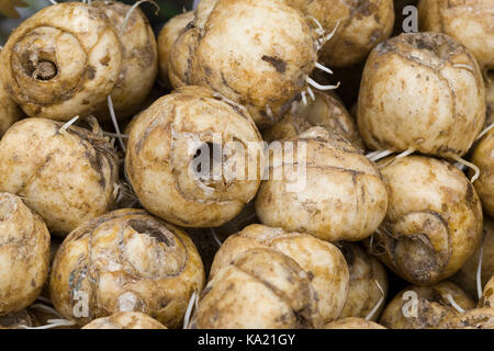 fritillary imperials bulbs Stock Photo