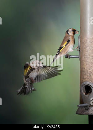 Goldfinch at garden feeder, Shropshire border, uk Stock Photo