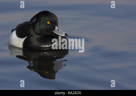 Heron's duck, Tufted Ducking, Aythya fuligula, Reiherente / Tufted Duck / Aythya fuligula Stock Photo