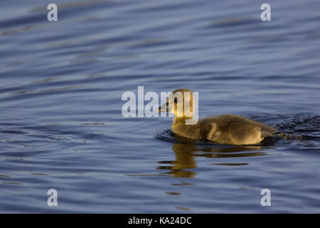 Greylag goose, Grey-Lag Goose, Anser anser, Graugans / Grey-Lag Goose / Anser anser Stock Photo