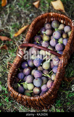 Wicker basket of figs in grass in Autumn Stock Photo