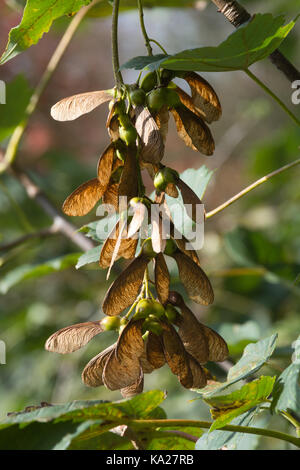 Winged seeds on a sycamore tree (also known as samaras or nick-named helicopters), UK Stock Photo