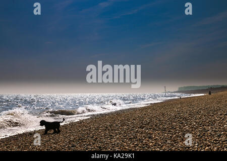 Black Miniature Poodle watching the sea #2 Stock Photo