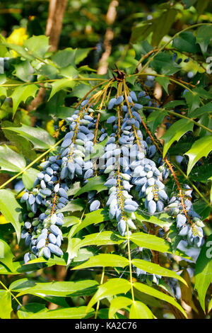 Purple blue berries of Mahonia Japonica (Japanese Mahonia) Stock Photo