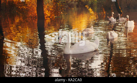 Family of swans swimming peacefully in a pond with reflections of trees in autumn colors Stock Photo