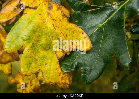 Lopuchowo, Poland. 23rd Sep, 2017. The Beginning Of Autumn In Zielonka 