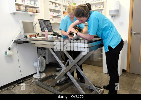 Cat with a bloody wounded leg injury being examined by a vet in a veterinary surgery clinic in England UK  KATHY DEWITT Stock Photo