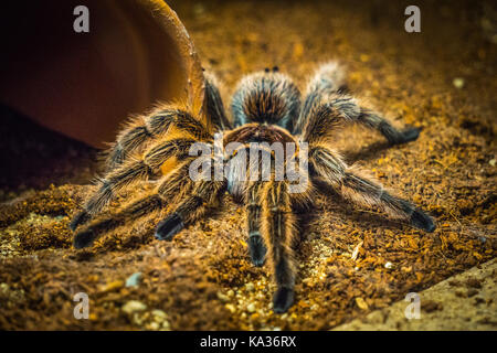 tarantula Stock Photo