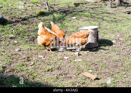 Hens feed on the traditional rural barnyard at sunny day. Close up of chicken standing on barn yard with the chicken coop. Free range poultry farming Stock Photo