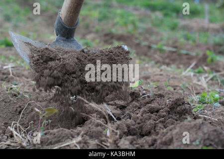 Garden hoe with movement weeding a garden area and dirt path Stock Photo