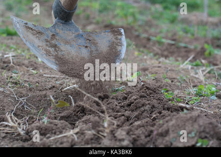 Garden hoe with movement weeding a garden area and dirt path Stock Photo