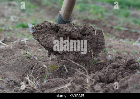 Garden hoe with movement weeding a garden area and dirt path Stock Photo